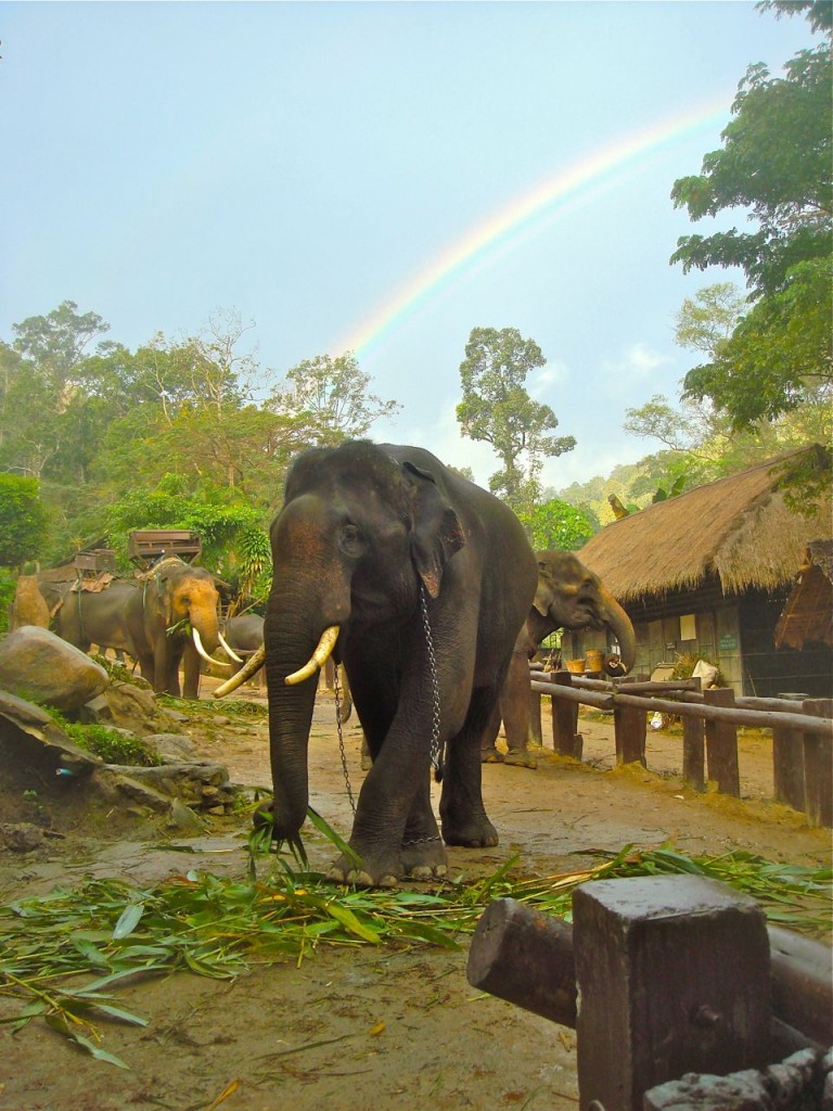 Elephant and rainbow