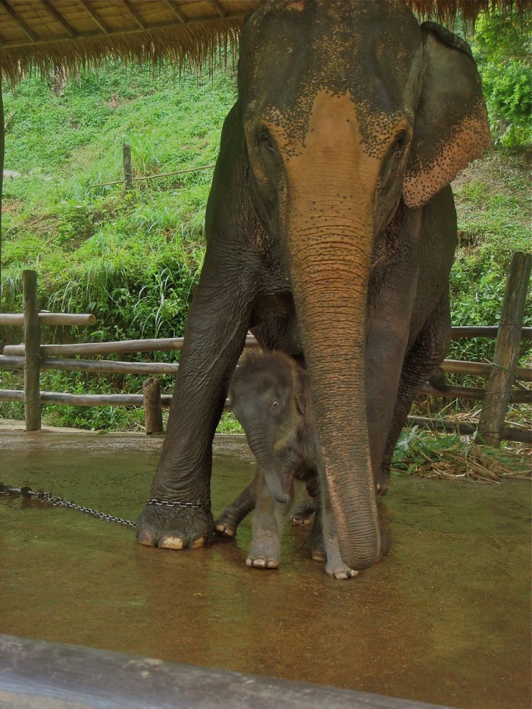 elephant and baby