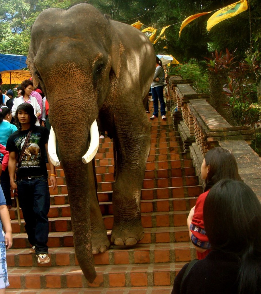 elephant decending stairs