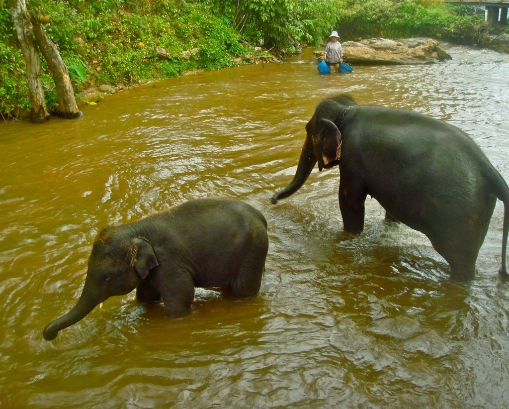 elephants and poop catcher