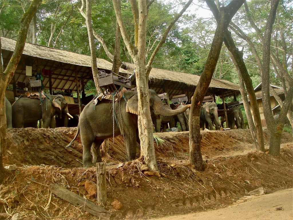 elephants waiting for tourists