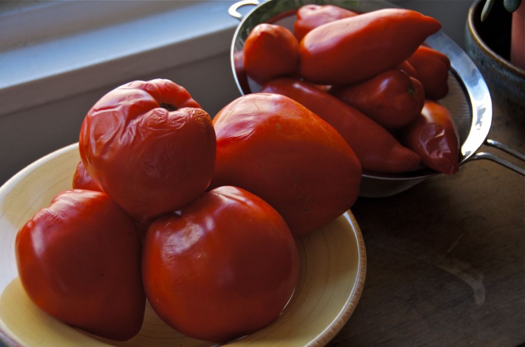 overripe tomatos