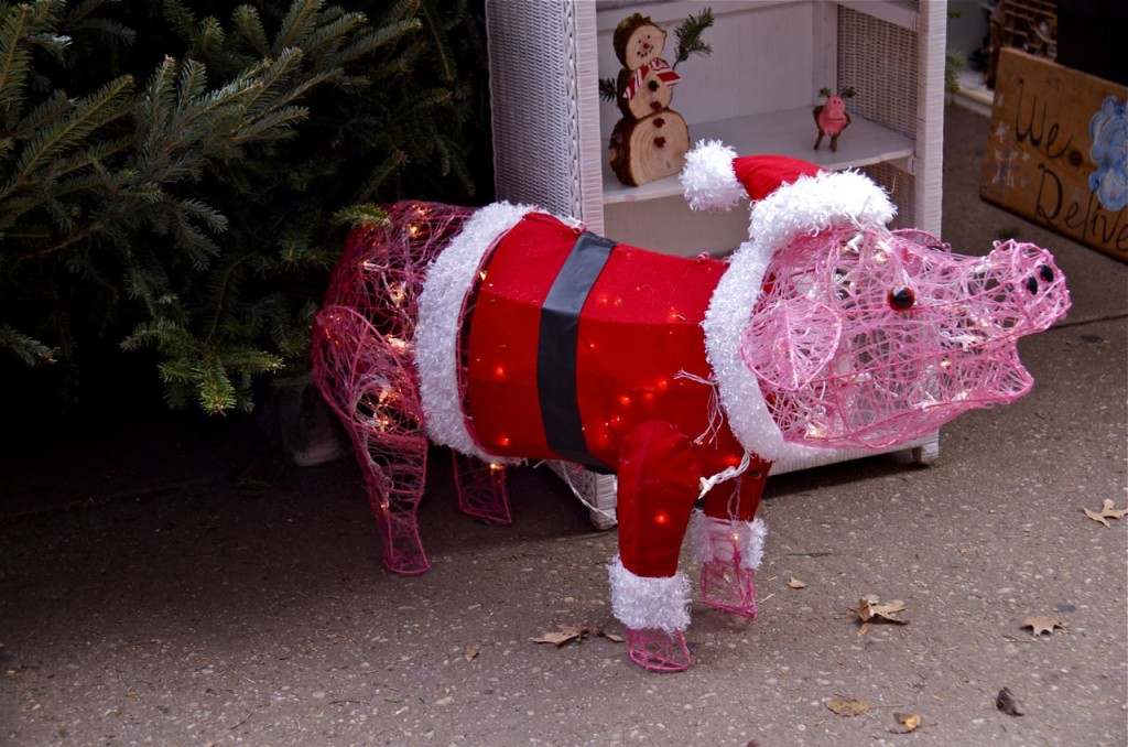 Christmas pig