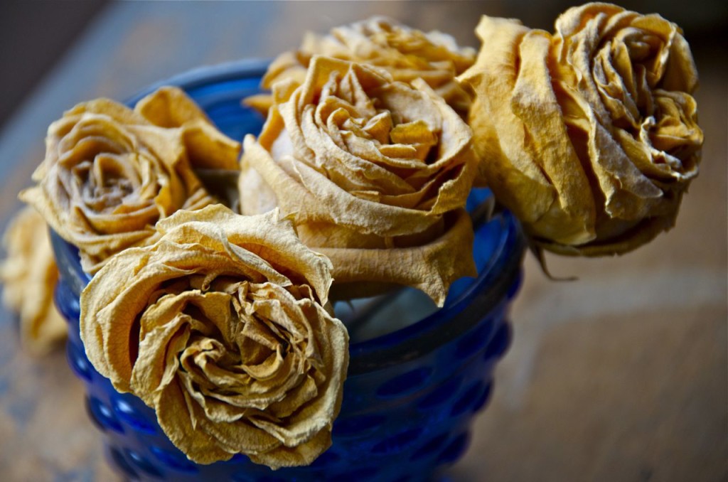 dried roses