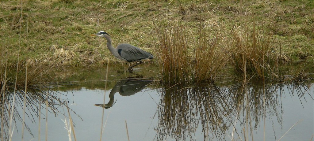 bird in water