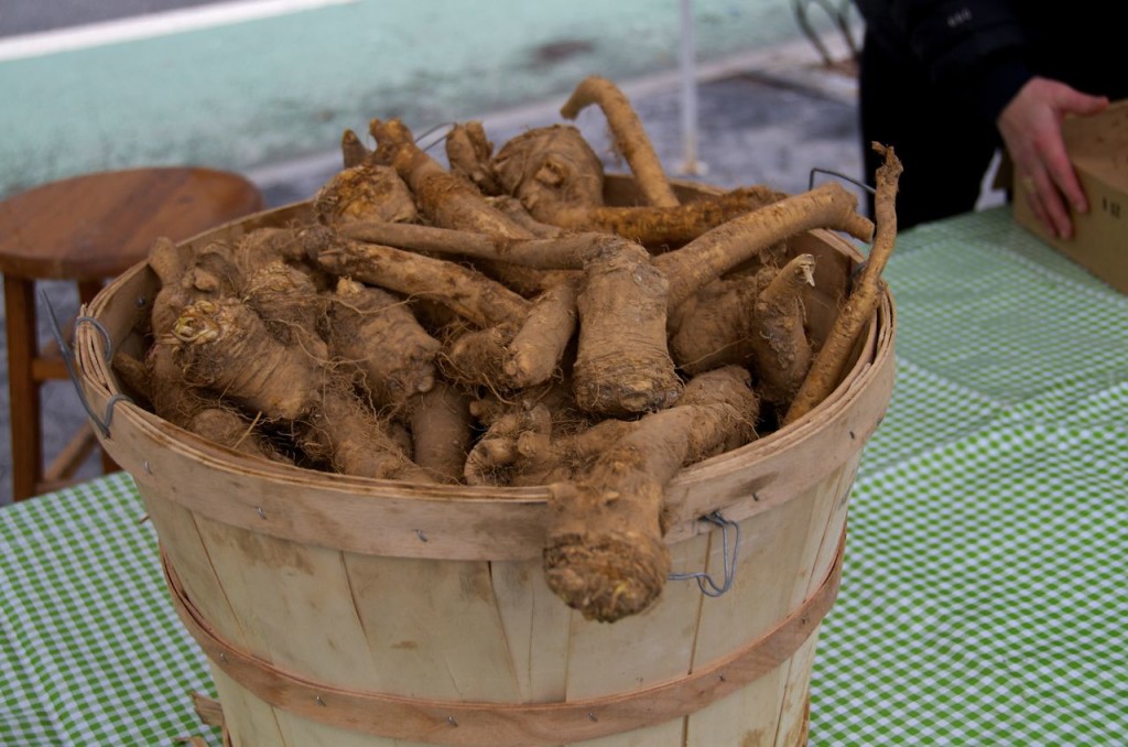 BASKET OF HORSERADISH ROOTS