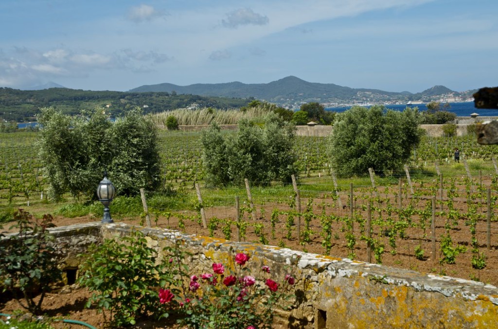 WINE AND ROSES