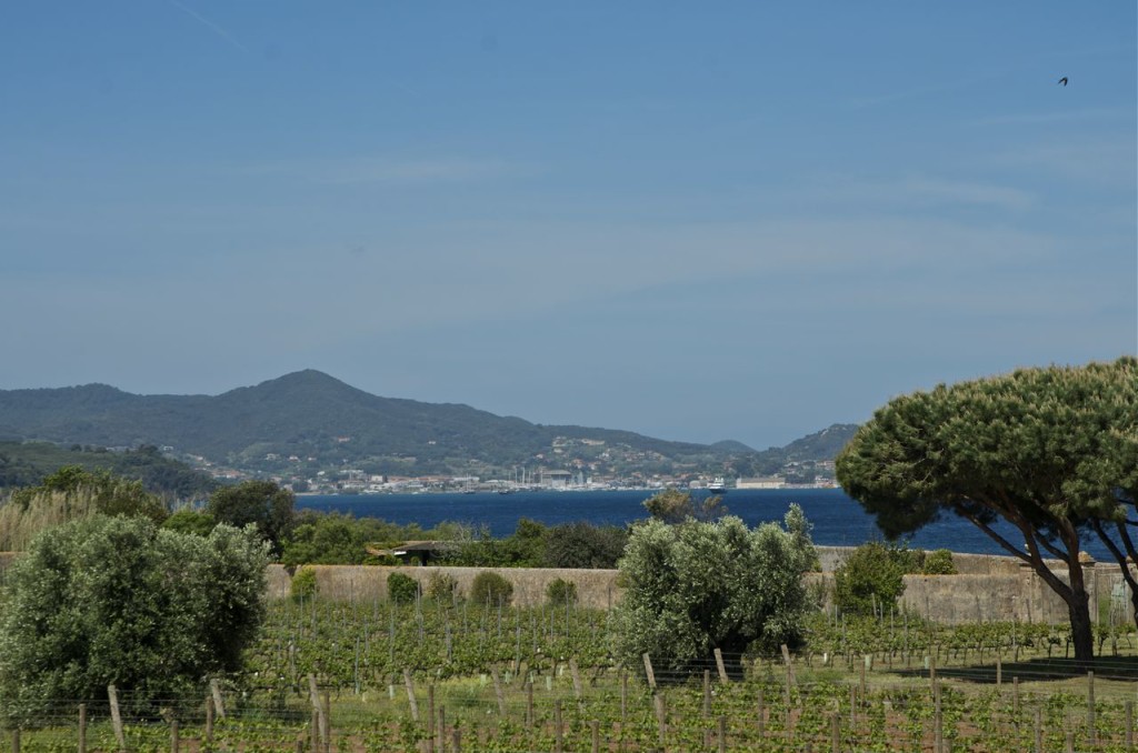 vines and water