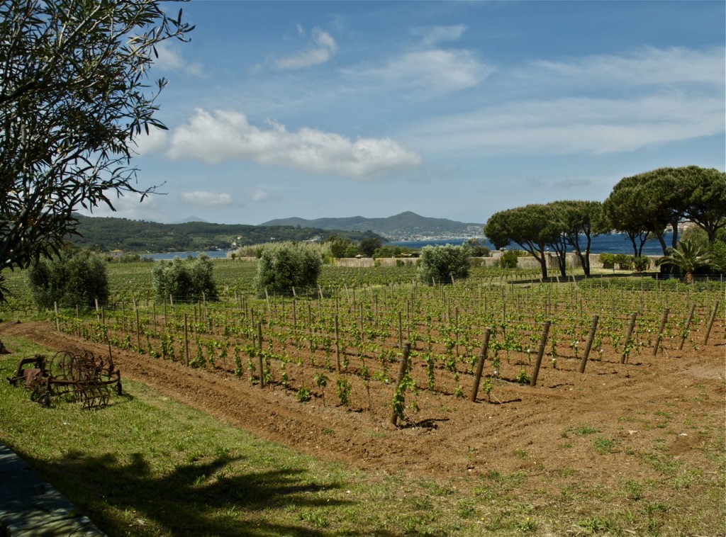 vinyard