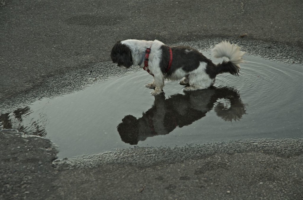 dog in puddle