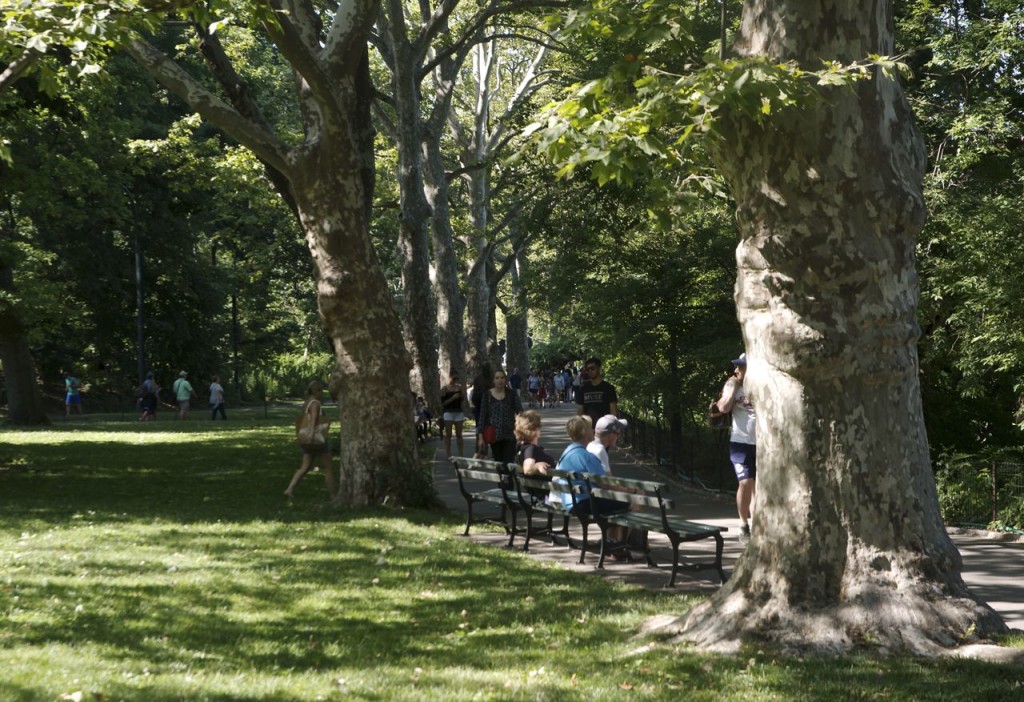 shady walkway