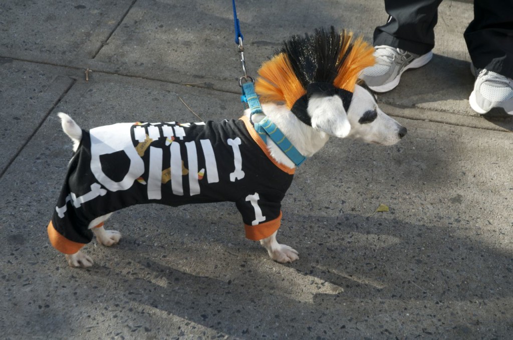 dog-costume