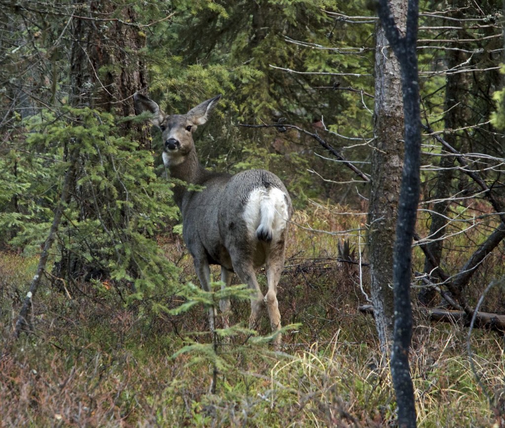 mule-deer