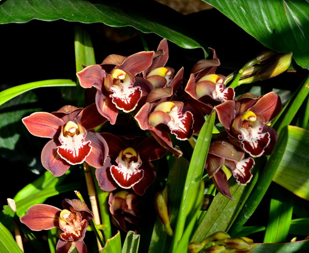 TODAY I BLOG ABOUT ORCHIDS