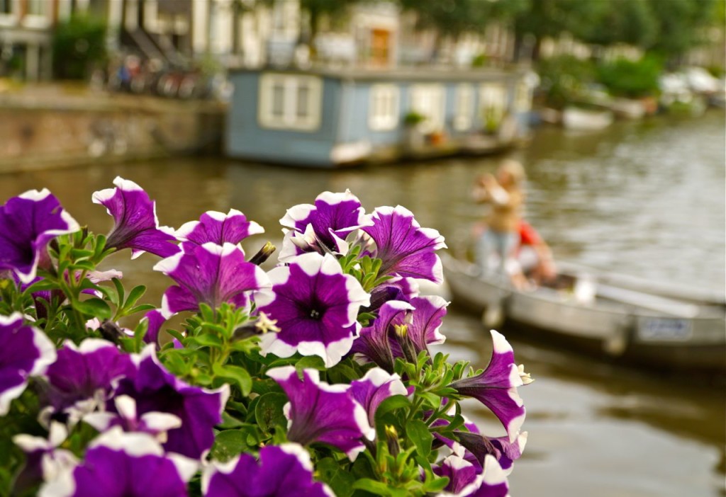 PURPLE PETUNIAS