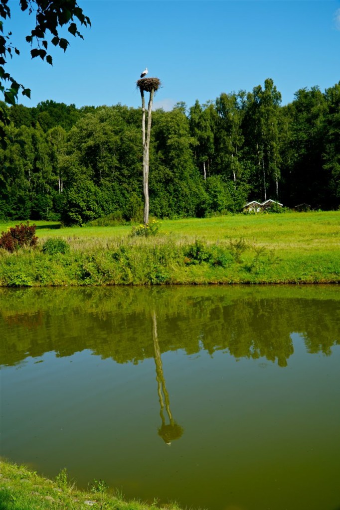 CRANE IN NEST